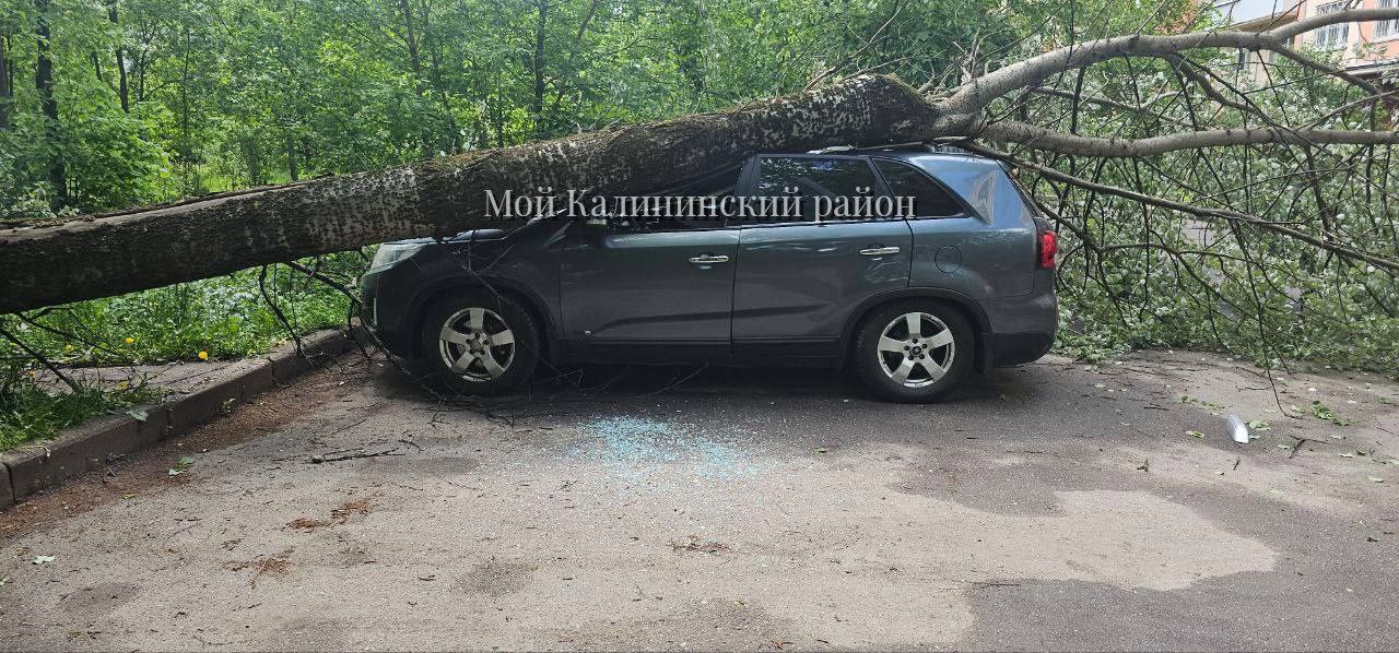 Огромное дерево рухнуло на припаркованное во дворе на Гражданском авто