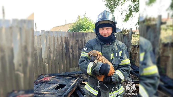 Важна каждая жизнь: пожарные в Мелитополе спасли щенка из огня