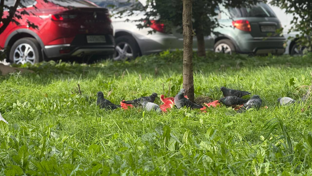 Птичий вопрос: Власти Петербурга готовят регламент для кормления голубей