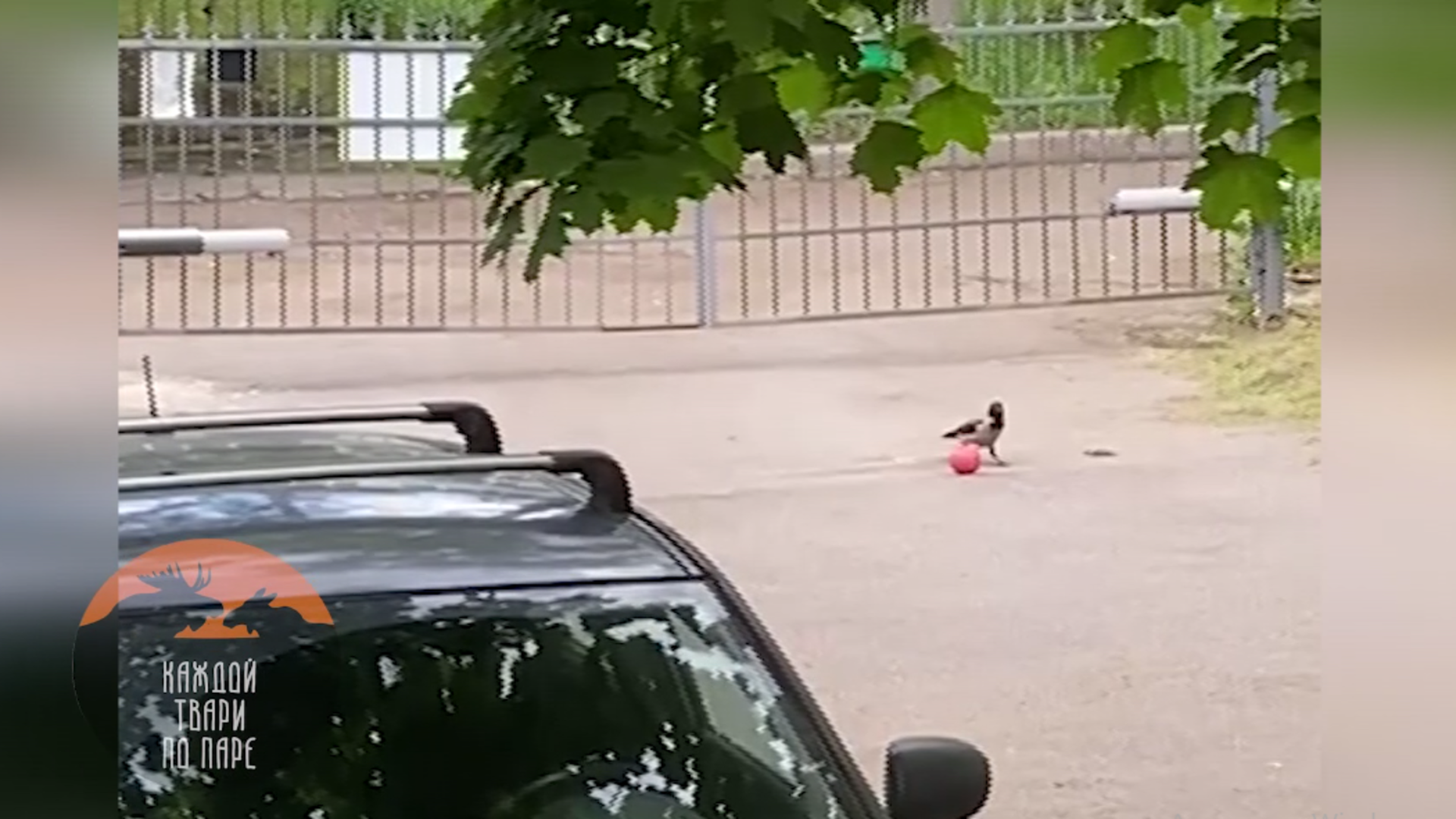 Ворона с мячом подтвердила статус Петербурга как футбольной столицы России