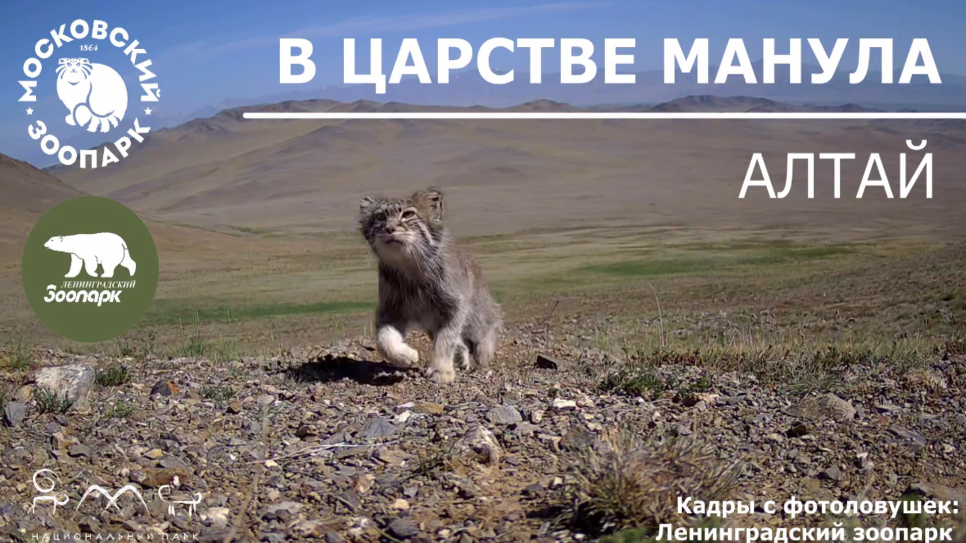 Ленинградский зоопарк представил фильм-исследование о диких котах «В царстве манула. Алтай»
