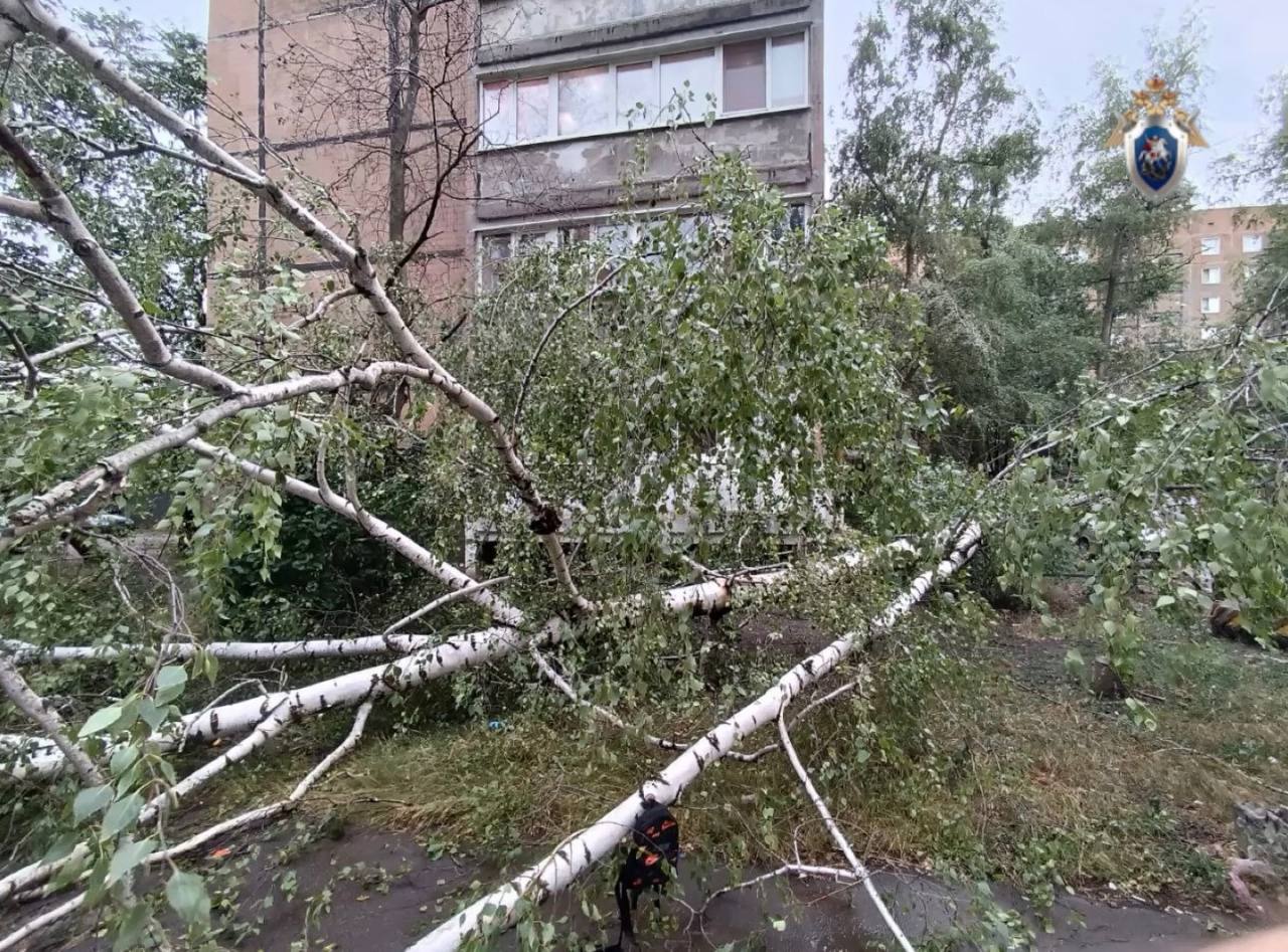На 10-летнего мальчика в Донецке упало дерево