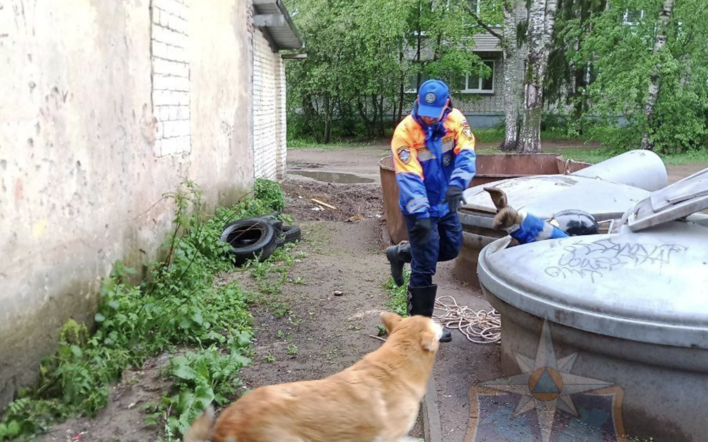 Животное выбралось на свободу: спасатели пришли на помощь собаке