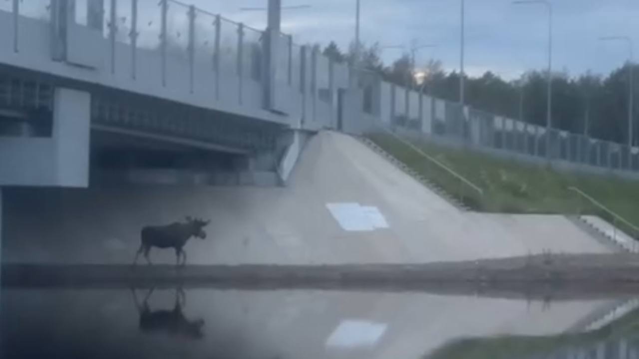 Лоси выходят на дороги Петербурга из-за жары: водителей просят быть осторожнее