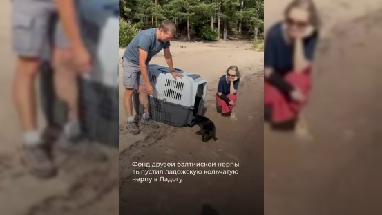 Последнюю в этом сезоне нерпу выпустили в Ладогу после реабилитации