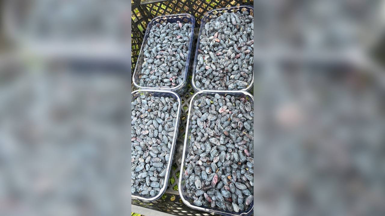 Сбор жимолости и клубники начался на фермах Ленинградской области