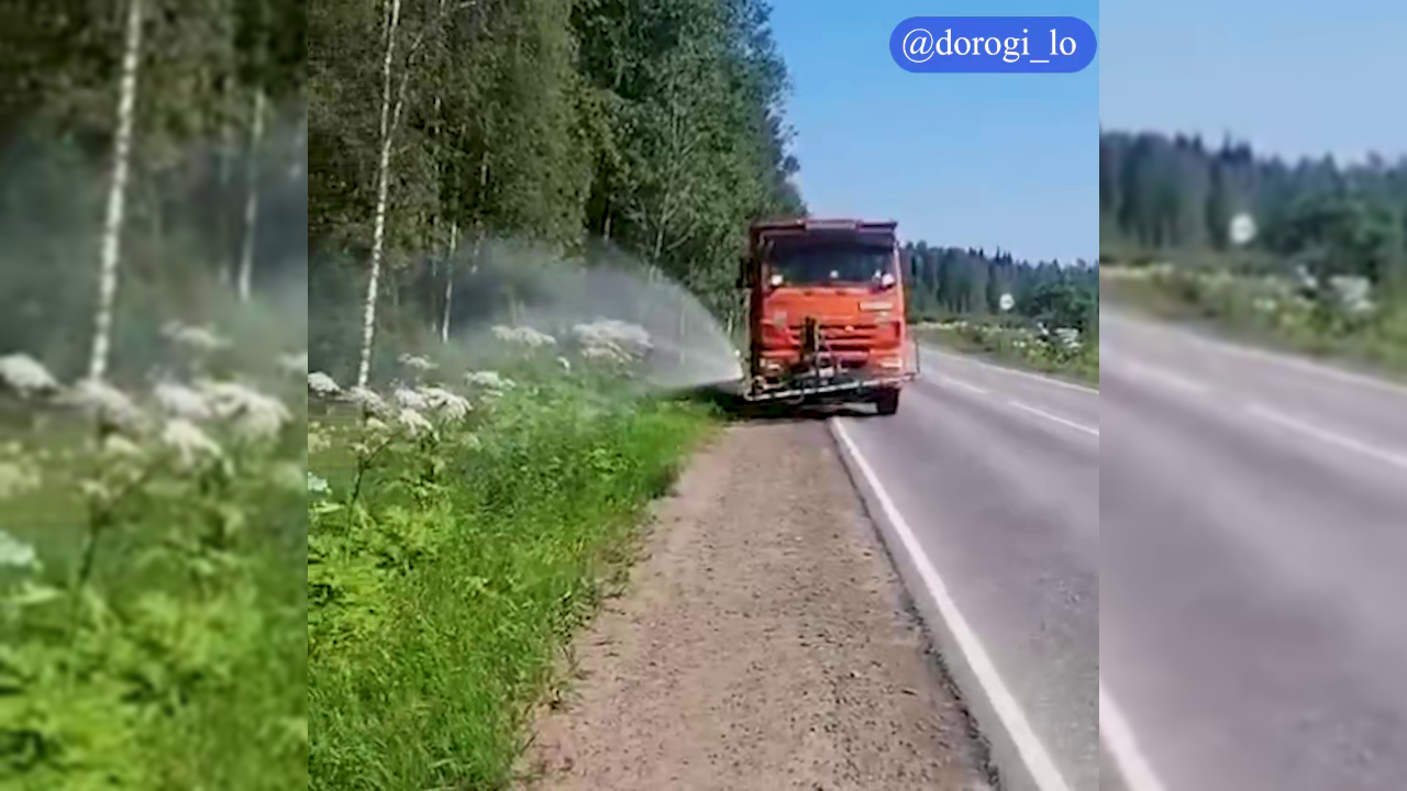 Дорожники Ленобласти уничтожают борщевик на обочинах