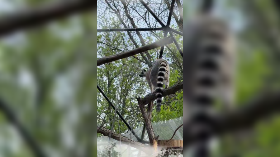 Кошачьим лемурам в Ленинградском зоопарке устроили новоселье