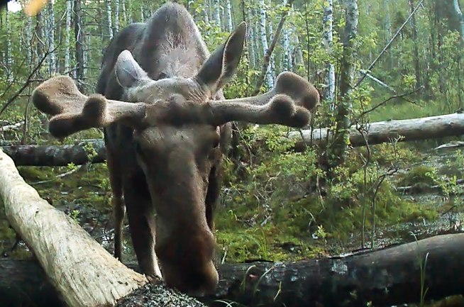 В Ленобласти у лосей начался период активного роста рогов — будущих «корон» турниров